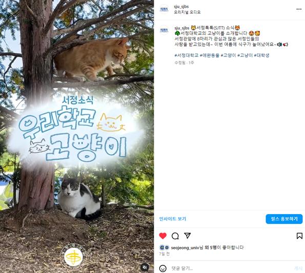 '서정소식 우리학교 고양이'  서정대학교 고양이 소개 인스타그램 캡처 이미지
